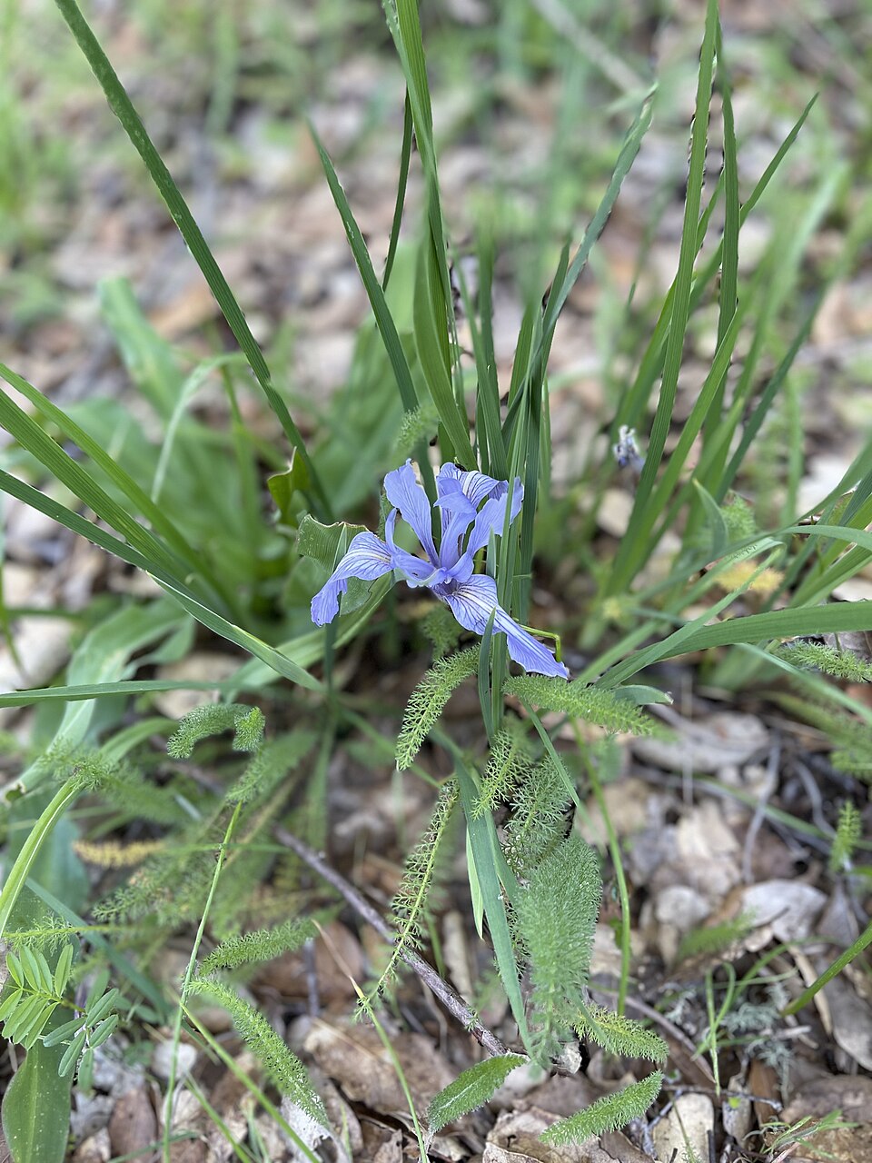 Iris macrosiphon (Bowltube Iris) (alternate view 4)