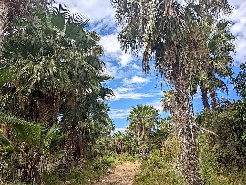 Washingtonia robusta (Mexican Fan Palm) (alternate view 4)