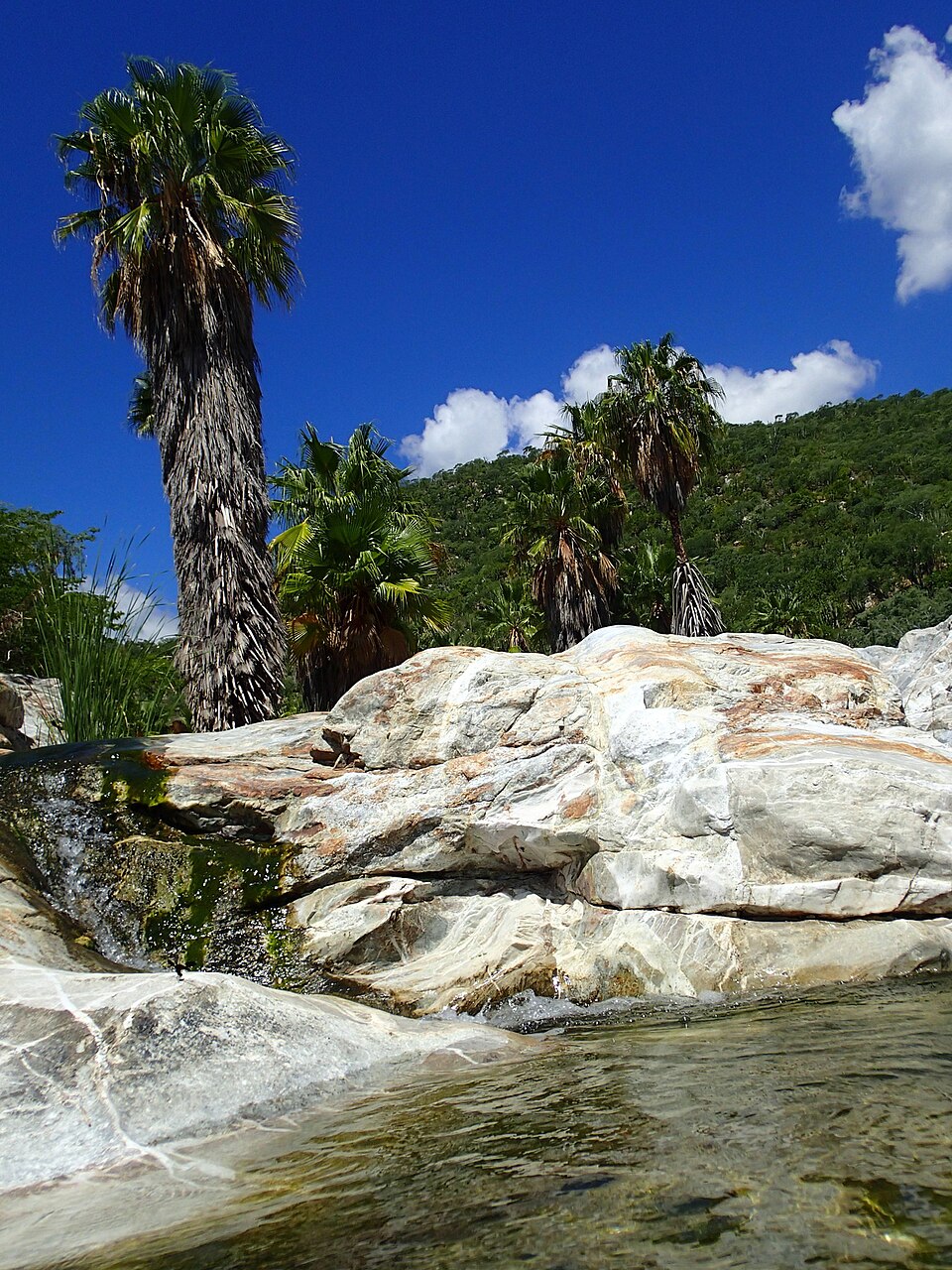 Washingtonia robusta (Mexican Fan Palm) (alternate view 5)
