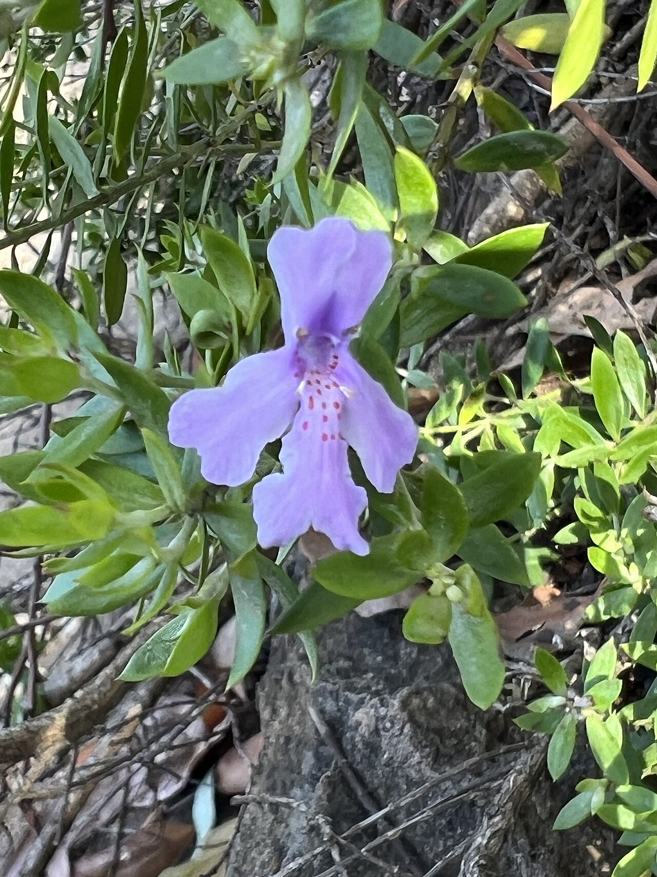 Westringia glabra, Violet westringia — upright evergreen (Lamiaceae) (image 3 of 10)