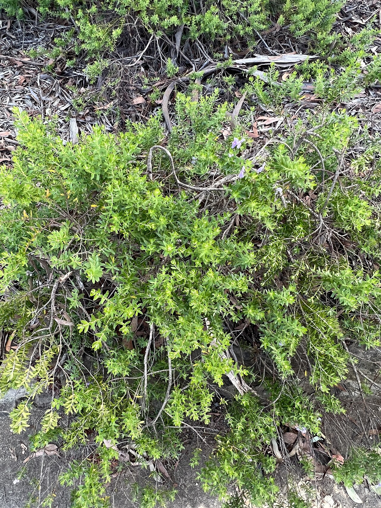 Westringia glabra, Violet westringia — upright evergreen (Lamiaceae) (image 4 of 10)