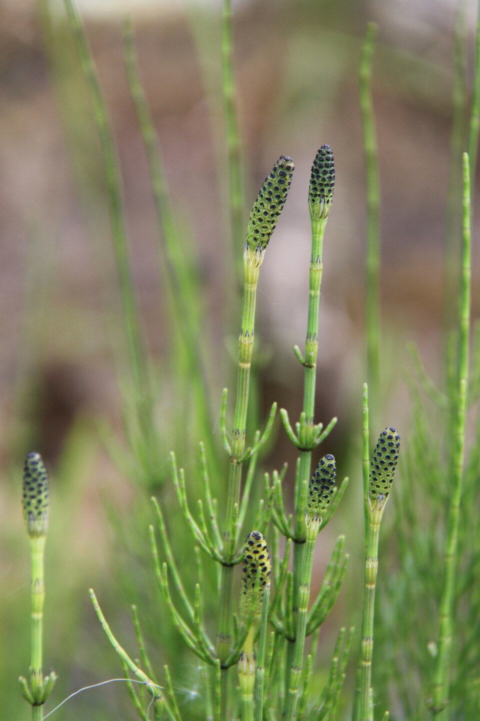 Equisetum palustre (marsh horsetail)
