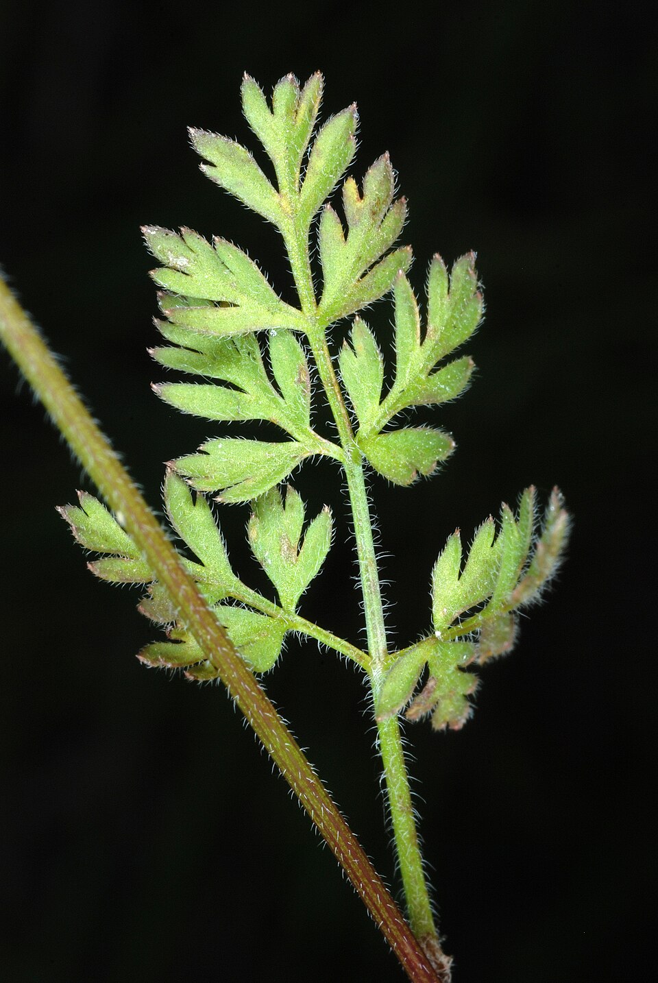 Chaerophyllum tainturieri (Tainturier's chervil) (alternate view 7)