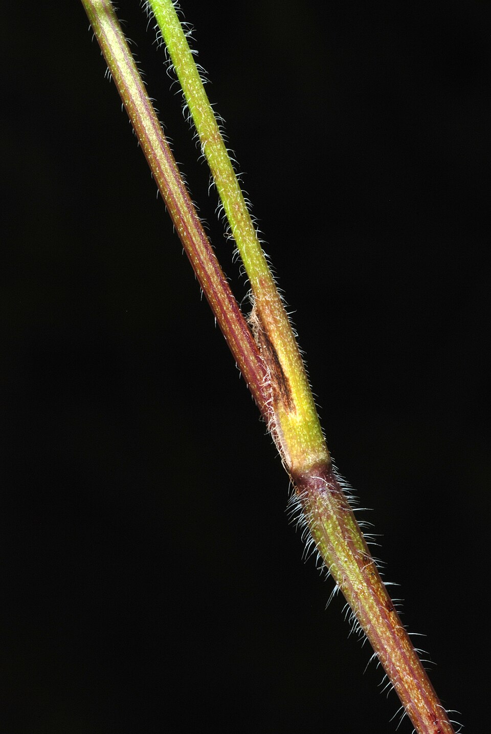 Chaerophyllum tainturieri (Tainturier's chervil) (alternate view 8)