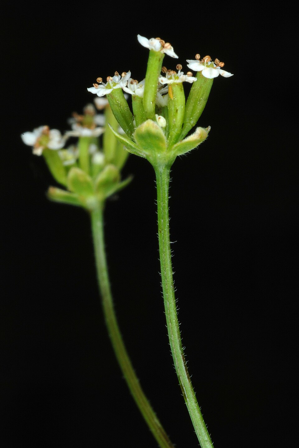 Chaerophyllum tainturieri (Tainturier's chervil) (alternate view 9)