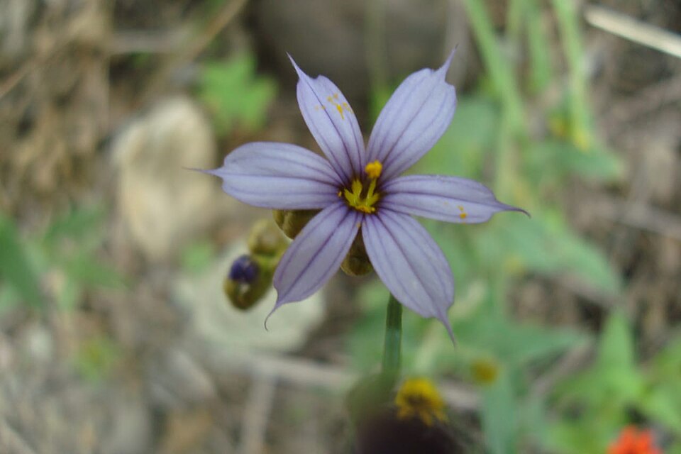 Sisyrinchium (blue-eyed grasses) (alternate view 4)