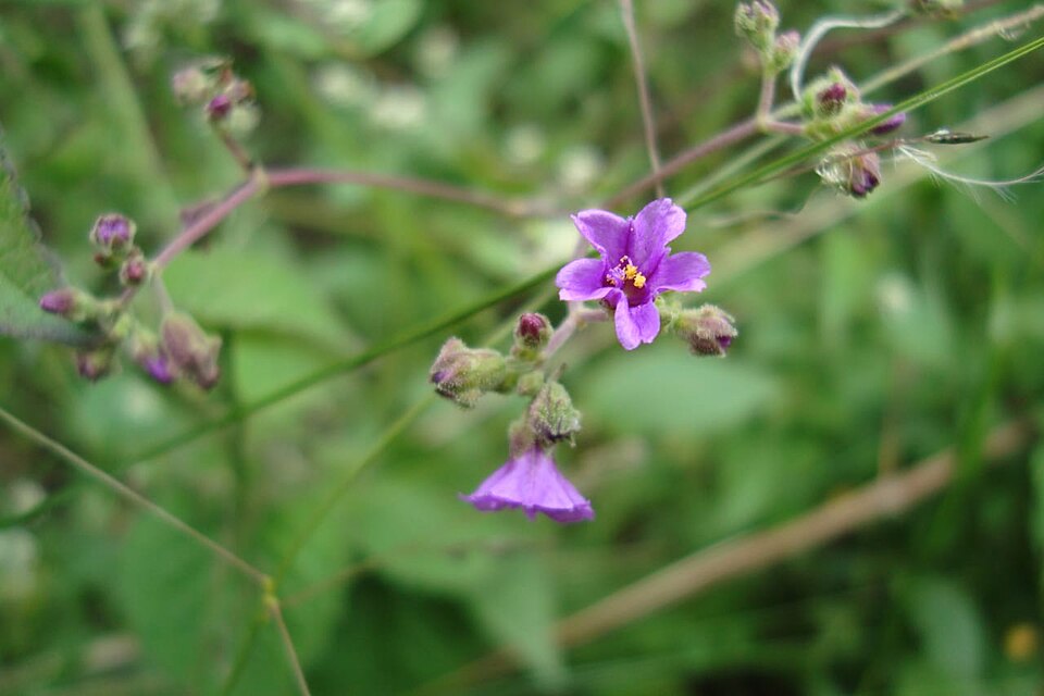 Mirabilis (four o'clocks) (alternate view 6)