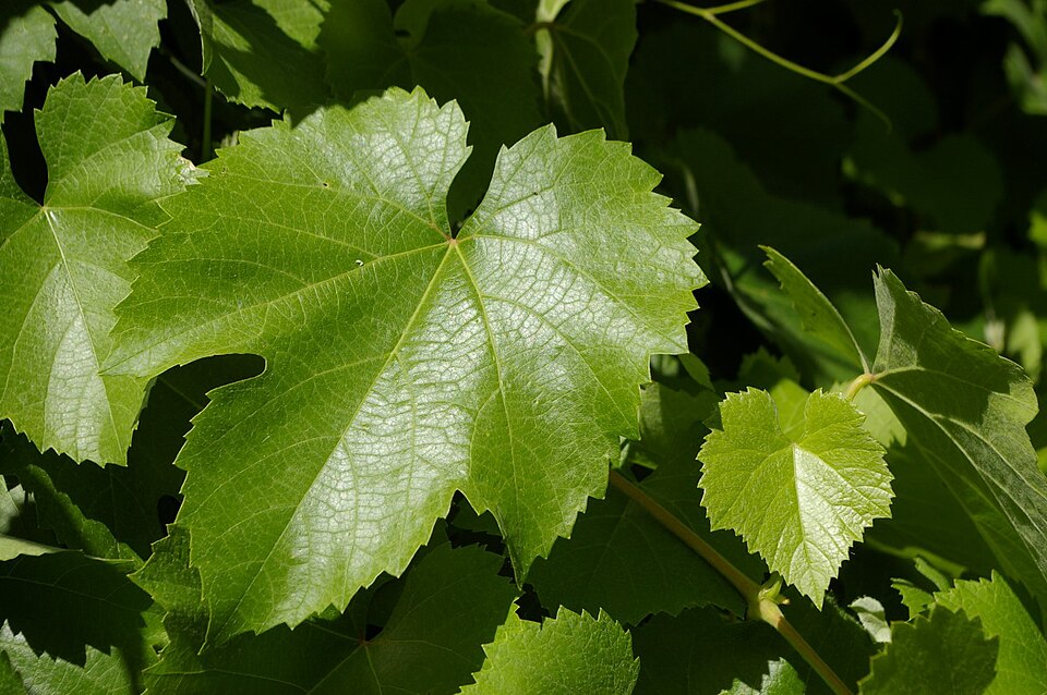 Vitis californica (California wild grape) (alternate view 6)