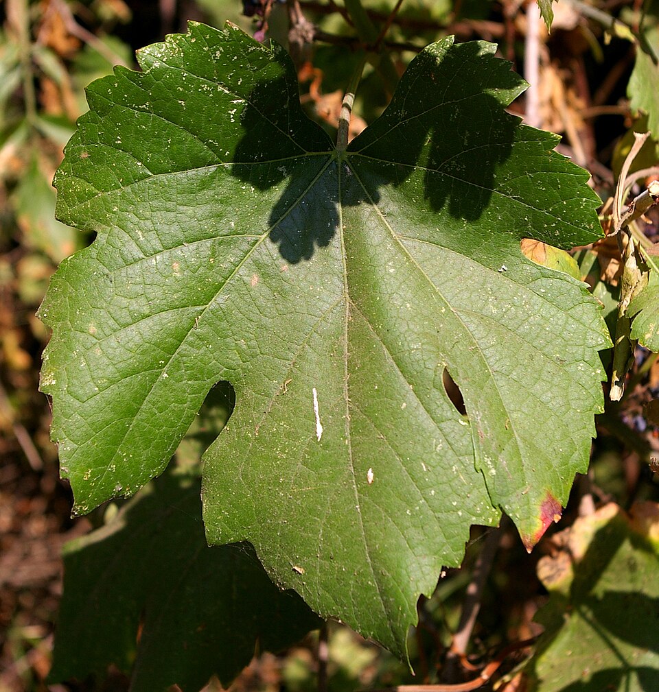 Vitis californica (California wild grape) (alternate view 7)