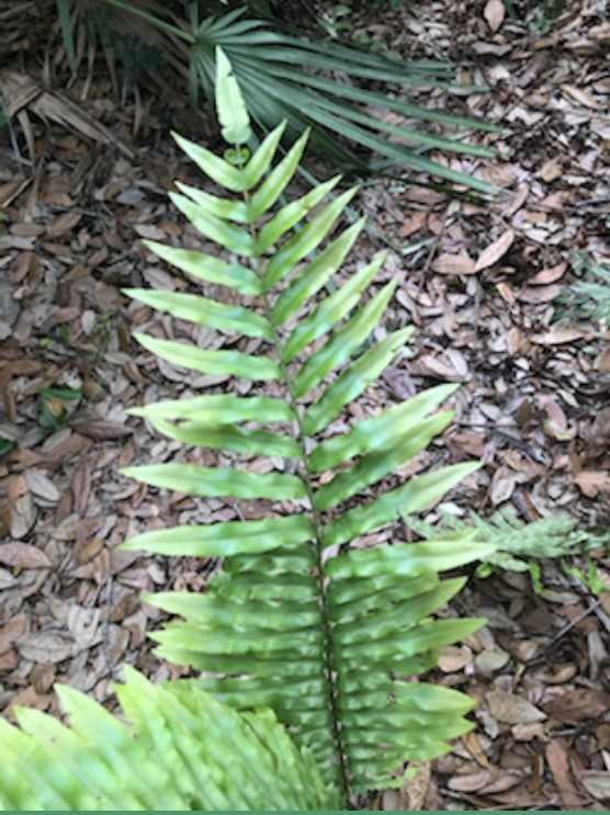 Telmatoblechnum serrulatum (toothed midsorus fern) (alternate view 2)