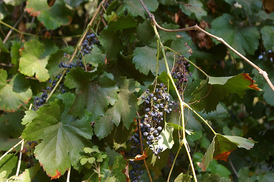 Vitis californica (California wild grape) (alternate view 8)
