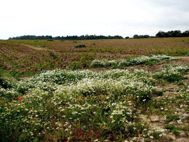 Anthemis cotula (chamomile) (alternate view 7)