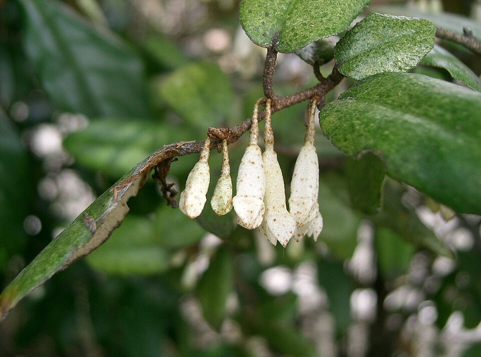 Elaeagnus pungens (silverberry) (alternate view 6)