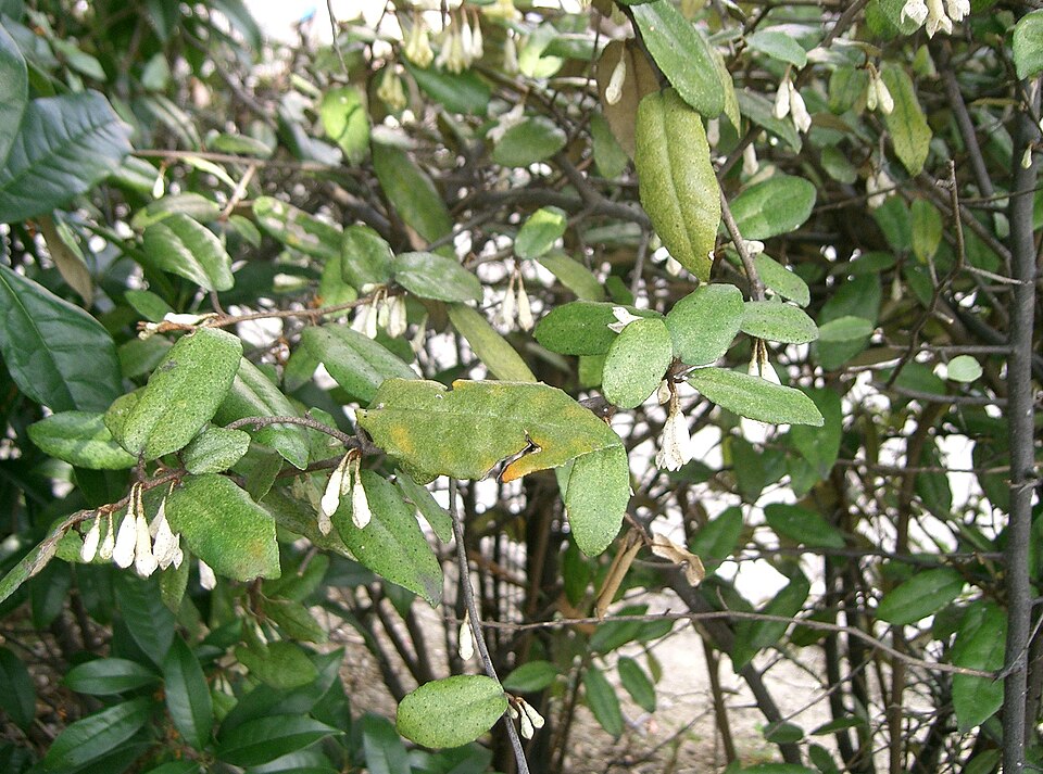 Elaeagnus pungens (silverberry) (alternate view 7)