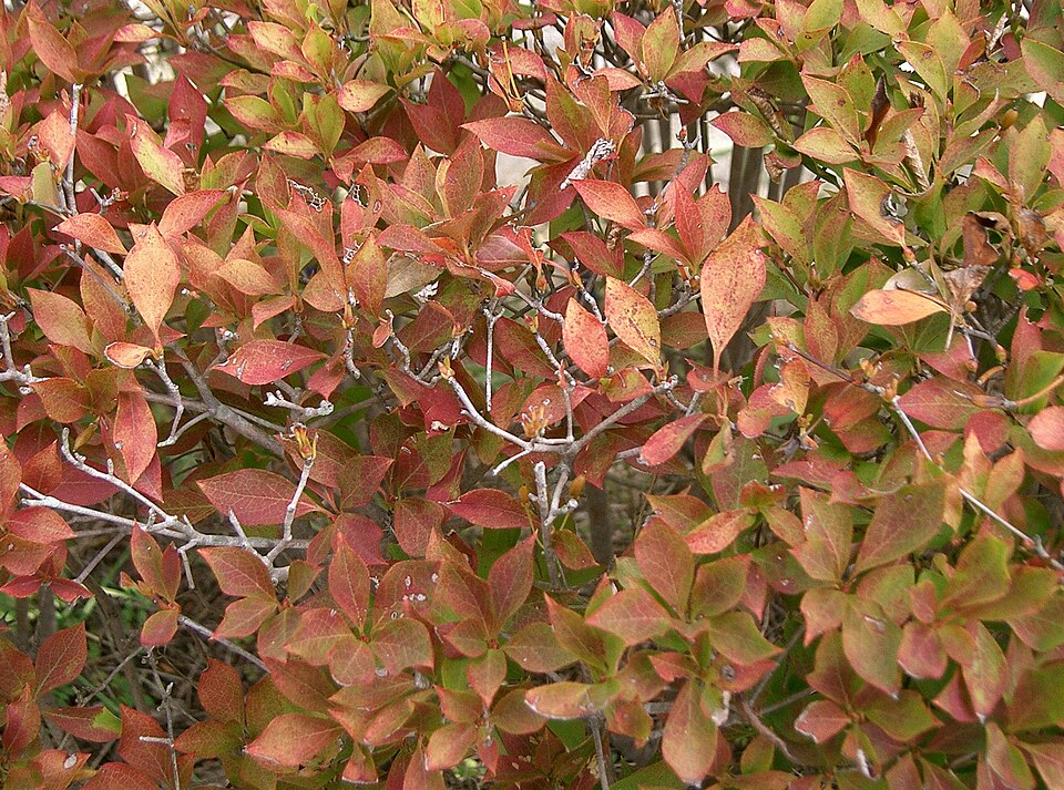 Enkianthus perulatus (White Enkianthus) (alternate view 10)
