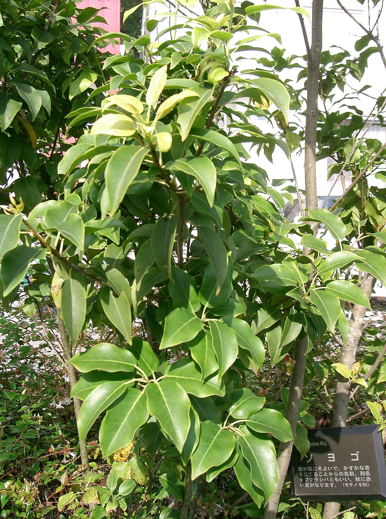 Ilex spp., hollies — upright (Aquifoliaceae) (image 6 of 15)
