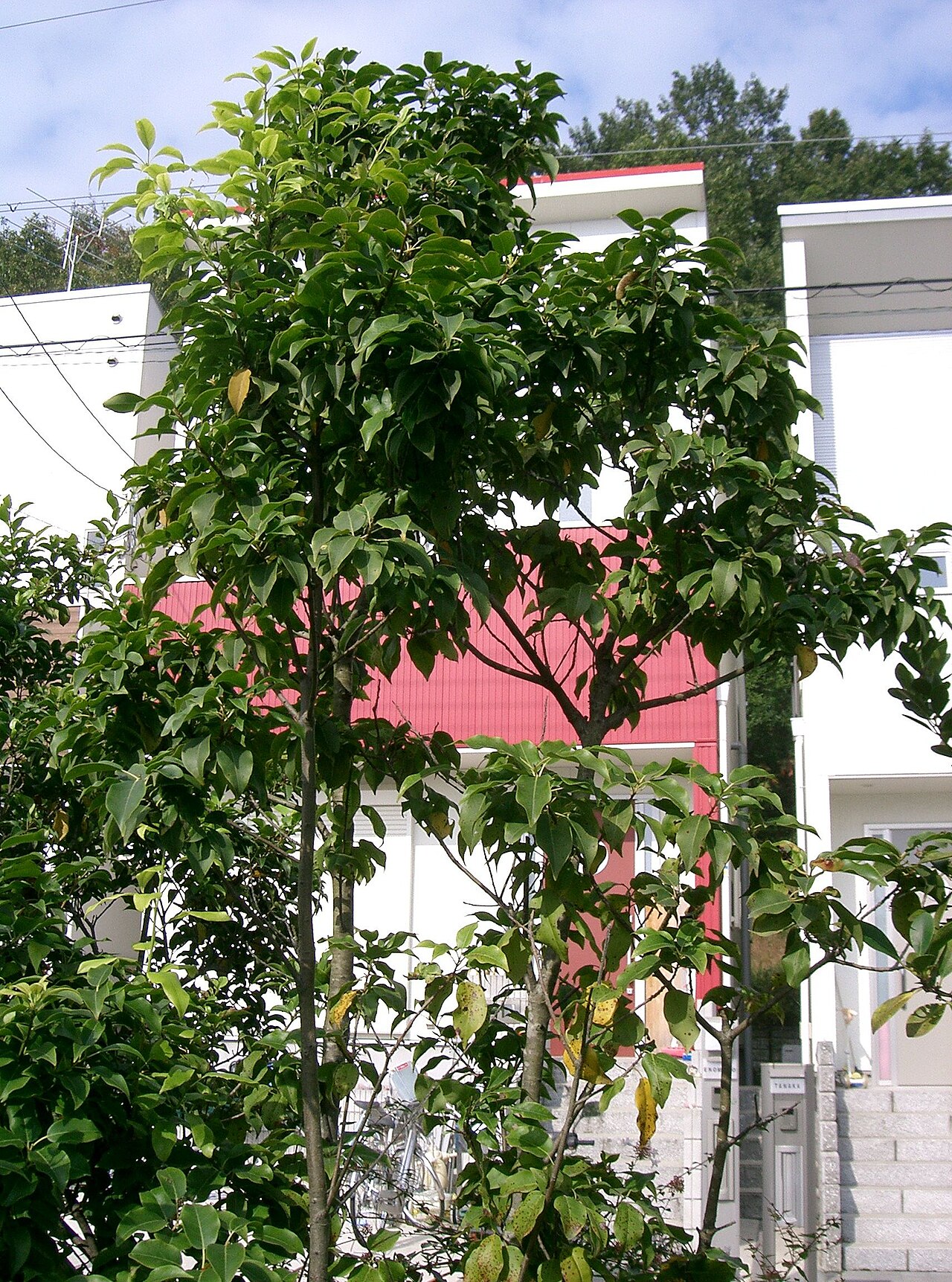 Ilex pedunculosa, Longstalk holly — upright evergreen (Aquifoliaceae) (image 2 of 10)