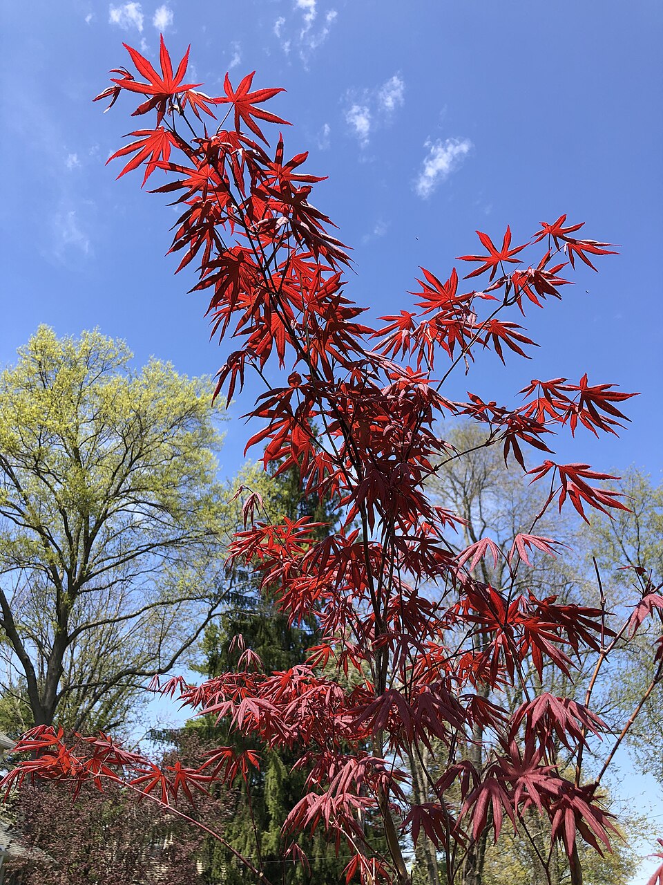 Acer palmatum 'Wolff' (Wolff Japanese Maple) (alternate view 2)