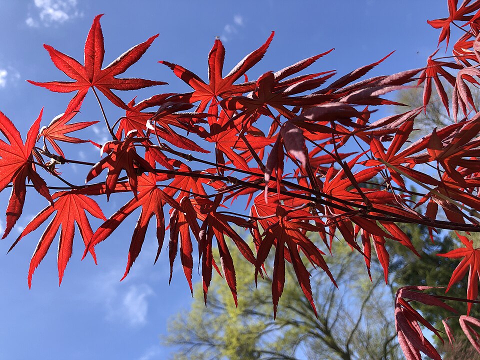 Acer palmatum 'Wolff' (Wolff Japanese Maple) (alternate view 3)