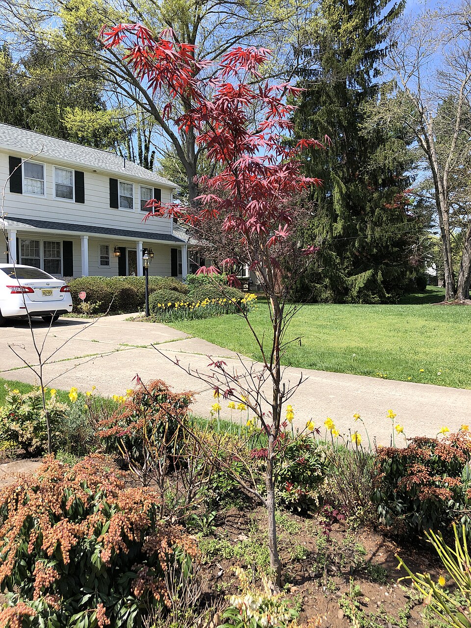 Acer palmatum 'Wolff' (Wolff Japanese Maple) (alternate view 4)