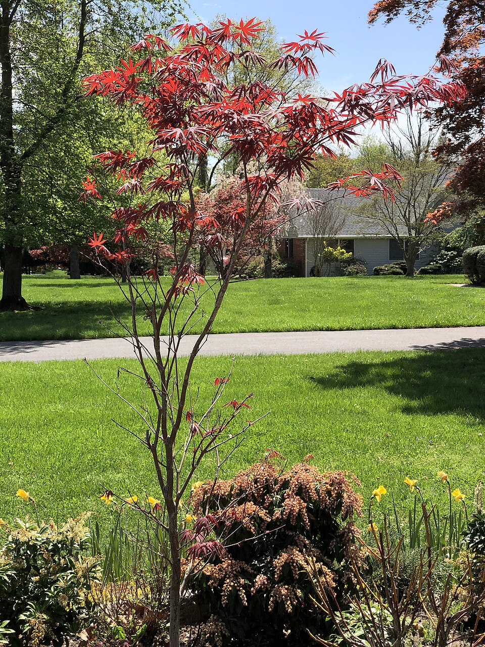Acer palmatum 'Wolff' (Wolff Japanese Maple) (alternate view 5)