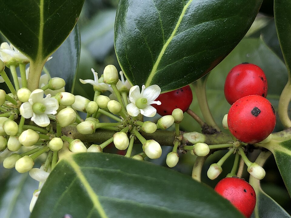 Ilex × 'Nellie R. Stevens' (Nellie R. Stevens Holly)