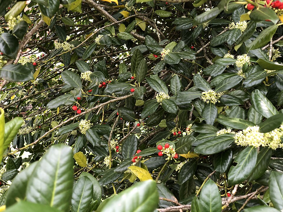 Ilex × 'Nellie R. Stevens' (Nellie R. Stevens Holly) (alternate view 2)