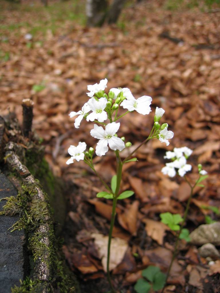 Cardamine trifolia (toothwort) (alternate view 6)