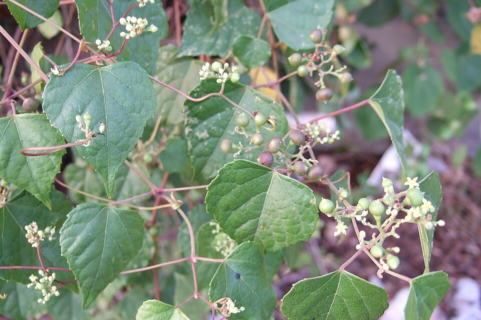 Ampelopsis glandulosa (Porcelain Berry)