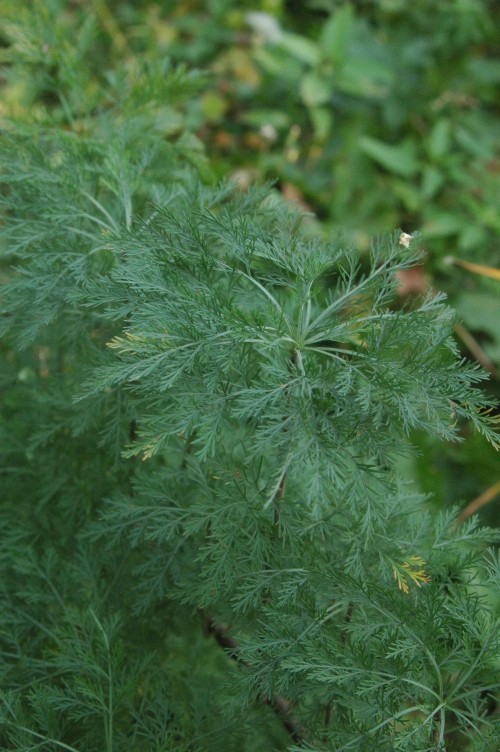 Artemisia abrotanum (Southernwood)