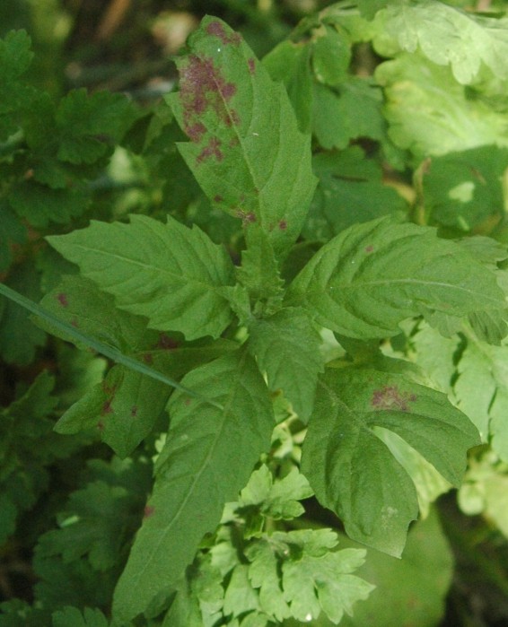 Dysphania ambrosioides (Mexican tea) (alternate view 7)