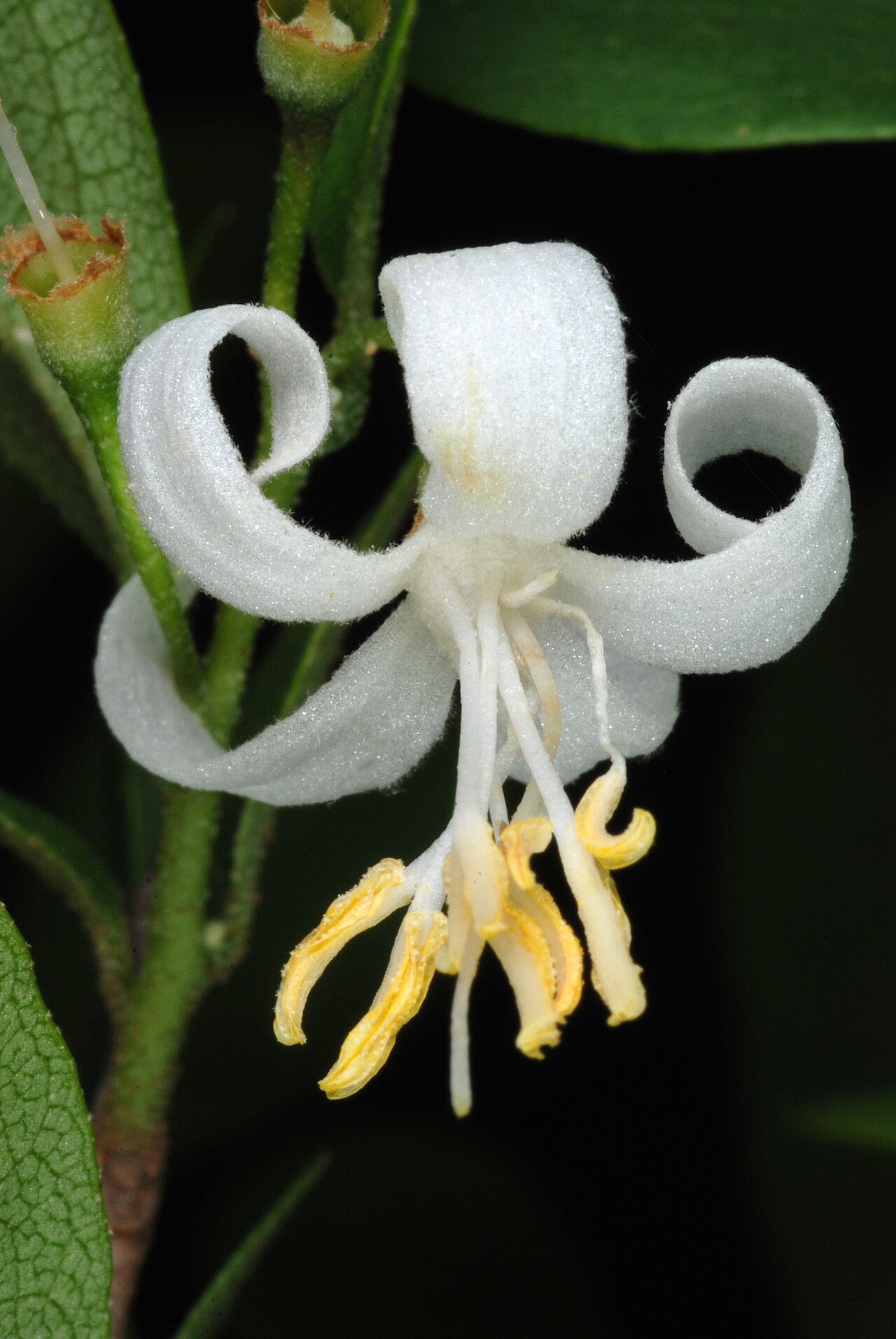 Styrax americanus, American snowbell — upright deciduous (Styracaceae) (image 4 of 10)