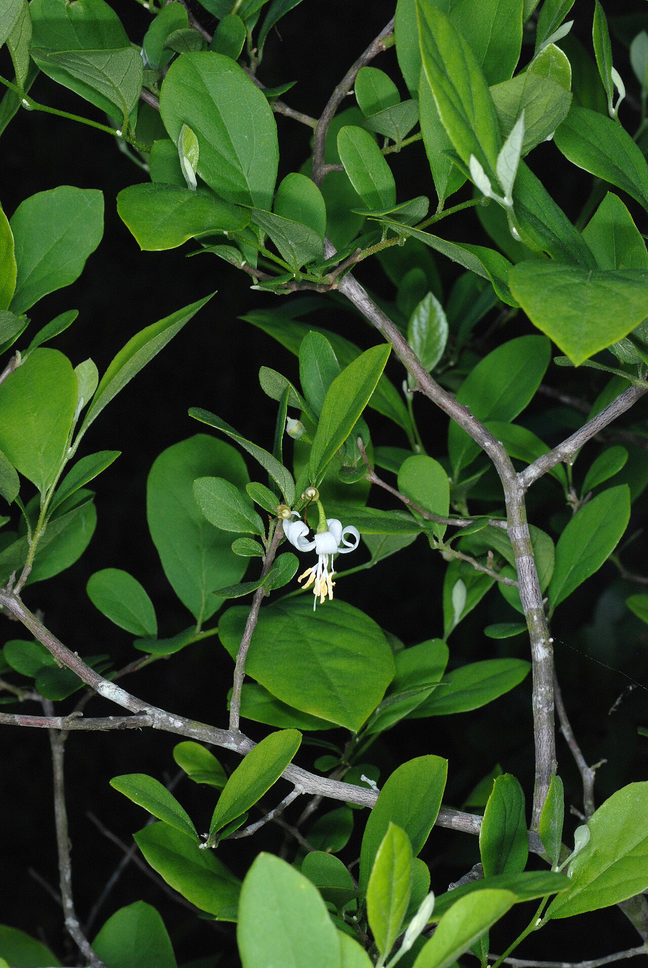 Styrax americanus, American snowbell — upright deciduous (Styracaceae) (image 5 of 10)