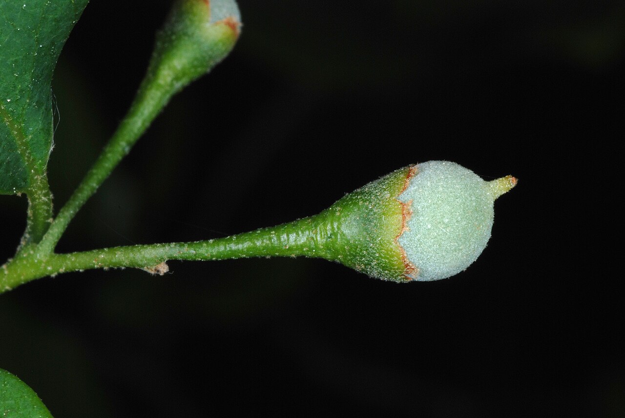 Styrax americanus, American snowbell — upright deciduous (Styracaceae) (image 6 of 10)
