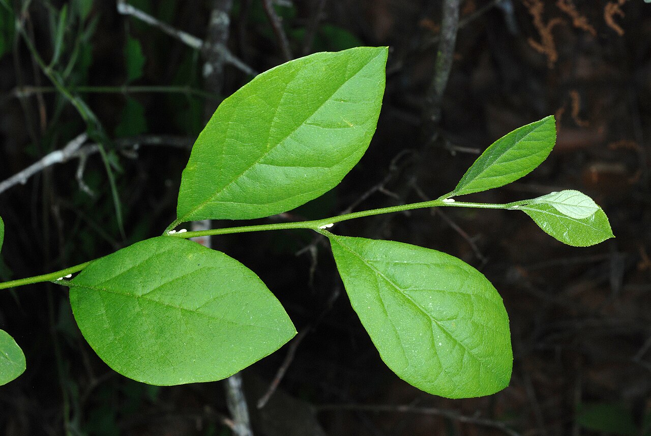 Styrax americanus, American snowbell — upright deciduous (Styracaceae) (image 7 of 10)