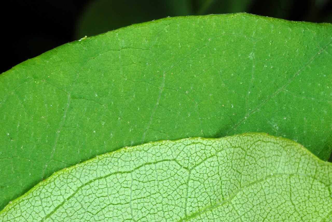 Styrax americanus, American snowbell — upright deciduous (Styracaceae) (image 8 of 10)