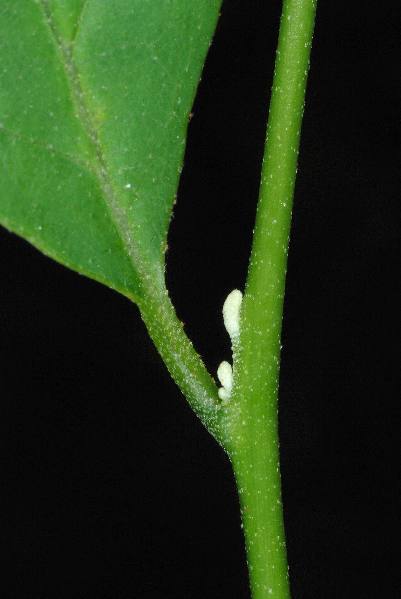 Styrax americanus, American snowbell — upright deciduous (Styracaceae) (image 9 of 10)