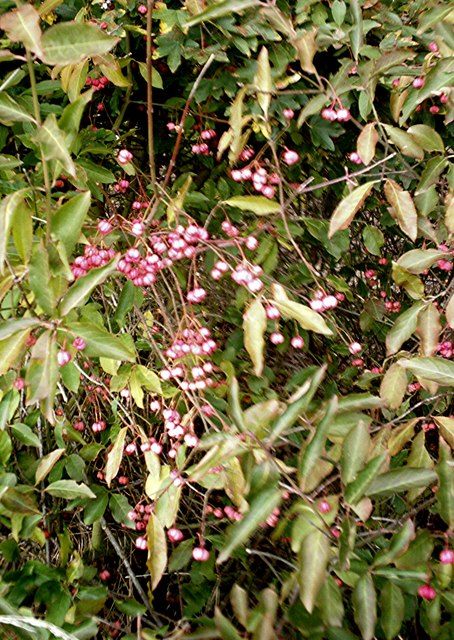 Euonymus europaeus (Spindle)