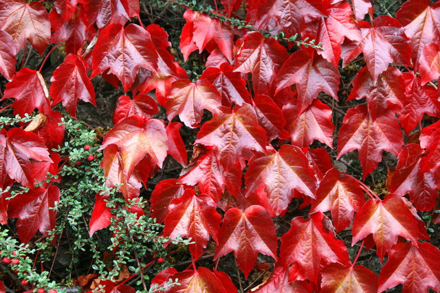Parthenocissus tricuspidata (Boston ivy) (alternate view 6)