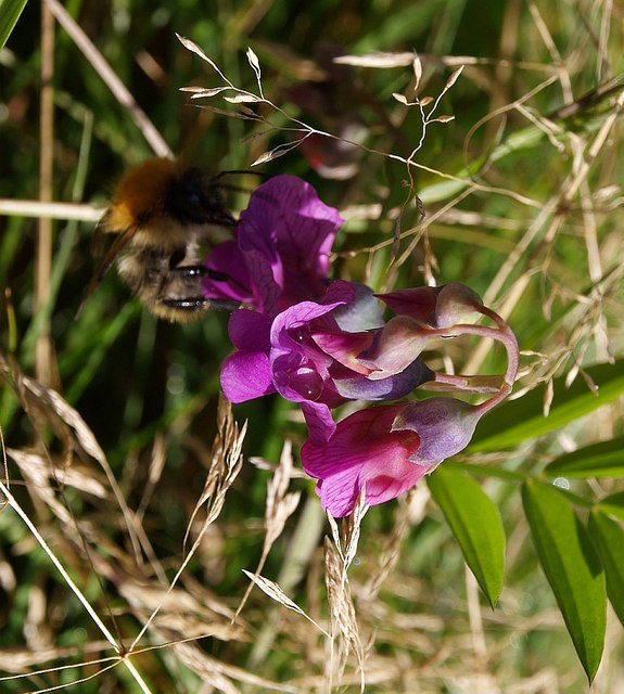 Lathyrus linifolius (Bitter Vetch)