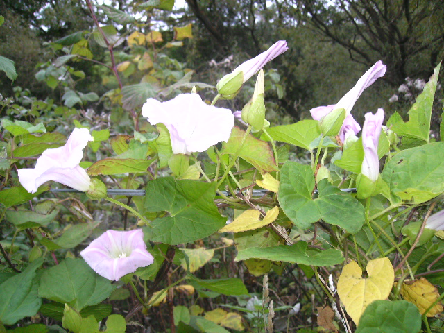 Convolvulus (bindweeds) (alternate view 3)