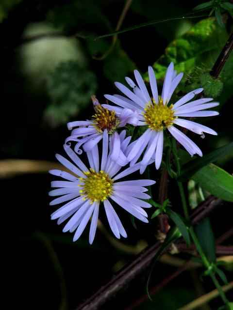 Symphyotrichum novi-belgii (New York aster)