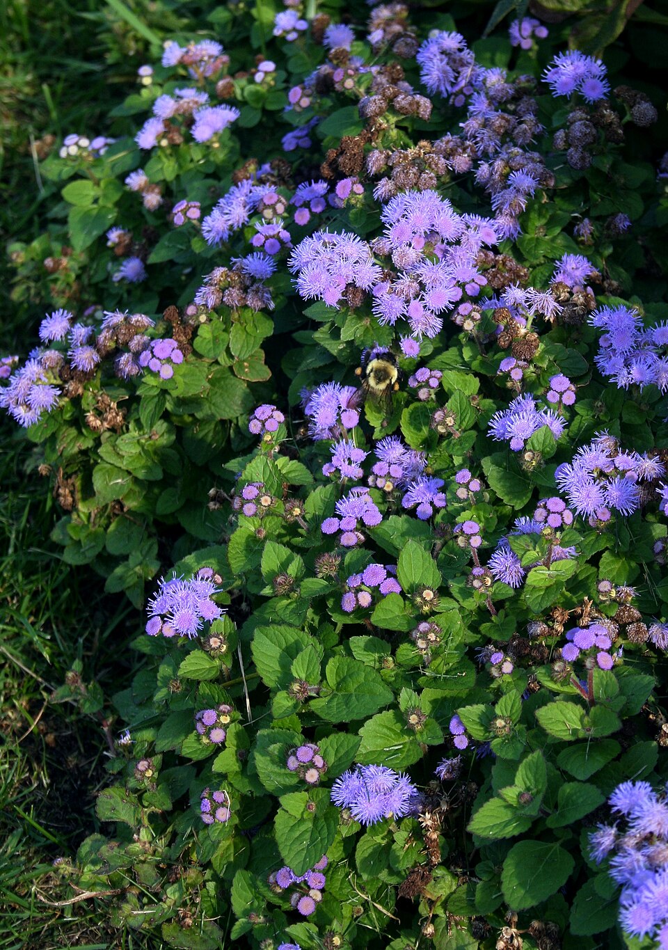 Ageratum houstonianum (Flossflower) (alternate view 7)