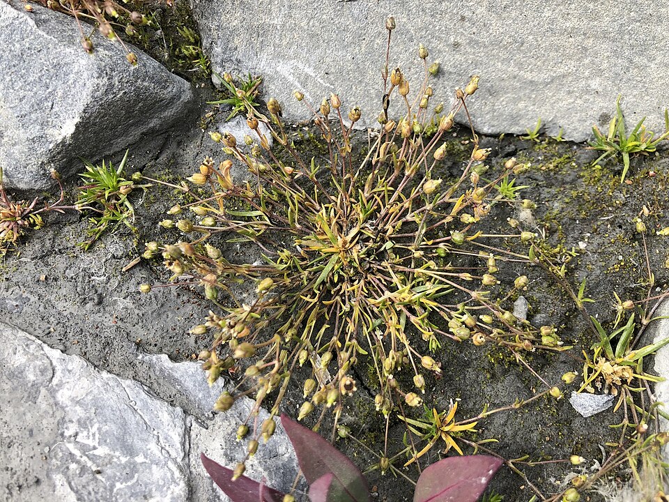 Sagina (pearlworts) (alternate view 5)