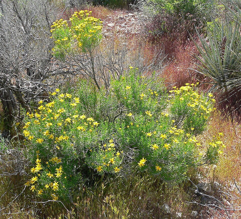 Ericameria linearifolia (narrowleaf goldenbush) (alternate view 6)