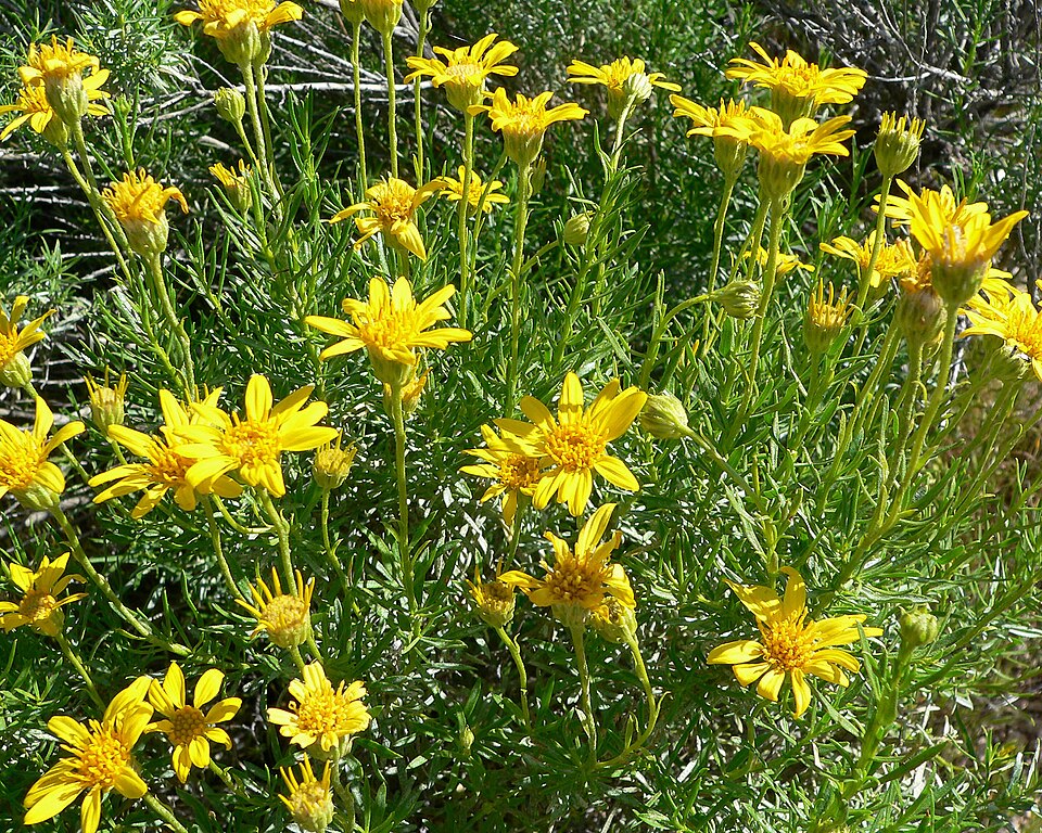 Ericameria linearifolia (narrowleaf goldenbush) (alternate view 7)