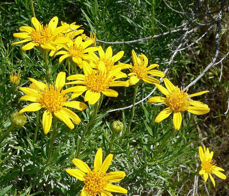 Ericameria linearifolia (narrowleaf goldenbush) (alternate view 8)