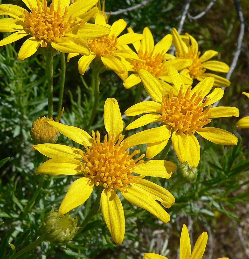 Ericameria linearifolia (narrowleaf goldenbush) (alternate view 9)