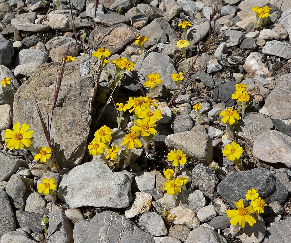 Eriophyllum wallacei (Wallace's woollydaisy) (alternate view 8)