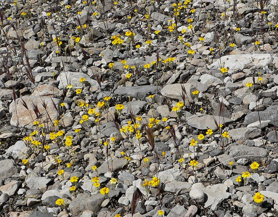 Eriophyllum wallacei (Wallace's woollydaisy) (alternate view 9)
